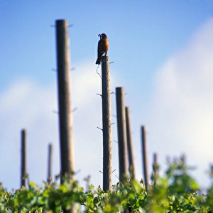 USA, Oregon, Robin sitting on a post with his breakfast in a Willamette valley vineyard