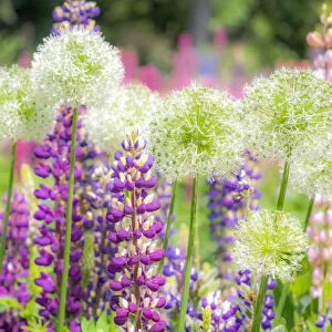 USA, Oregon, Salem, colorful garden with Russell Lupine and Allium in full bloom