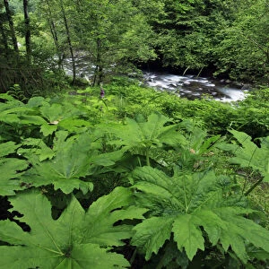 USA, Oregon. Scenic of Little Sandy River and ferns