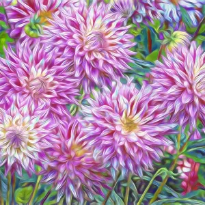 USA, Oregon, Shore Acres State Park Dahlia Garden Print USA, Oregon, Shore Acres State Park Dahlia Garden Print
