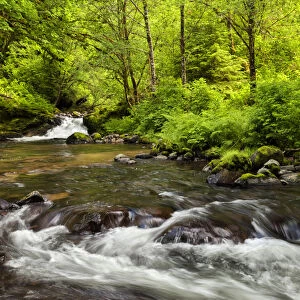 USA, Oregon, Siuslaw National Forest, Sweet Creek