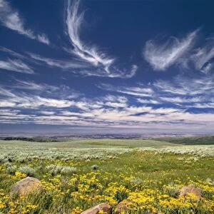 USA, Oregon, Steens Mountain. Spring burgeons beneath a sky rippled by fairy tale clouds