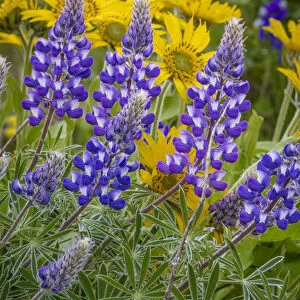 USA, Oregon, Tom McCall Nature Conservancy. Balsamroot and lupine flowers close-up