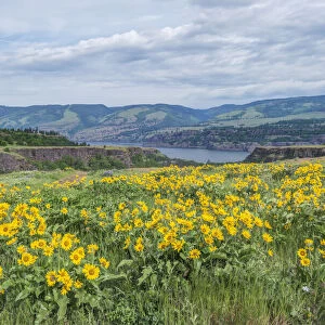 USA, Oregon. Tom McCall Nature Preserve, Rowena Plateau wildflowers