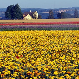 USA, Oregon, Watering the Tulips in the Willamette Valley