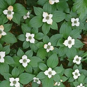 USA, Oregon, Willamette National Forest. Bunchberry (Cornus canadensis) in bloom