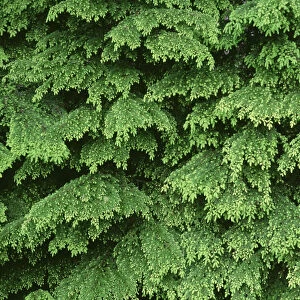 USA, Oregon, Willamette National Forest. New spring growth of western hemlock trees