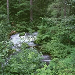 USA, Oregon, Willamette National Forest. Roaring River and surrounding forest in springtime