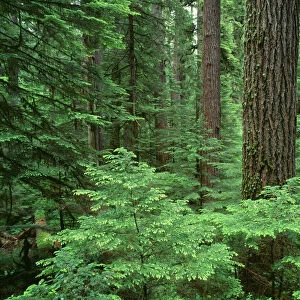 USA, Oregon, Willamette National Forest. Middle Santiam Wilderness, Douglas fir giants