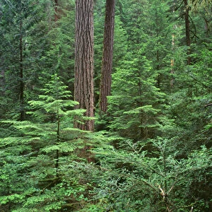 USA, Oregon. Willamette National Forest, Middle Santiam Wilderness, large Douglas