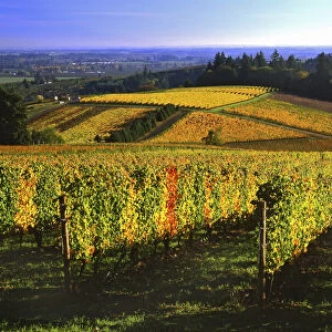 USA, Oregon, Willamette Valley. Autumn vineyards on the Red Hills. Credit as: Steve