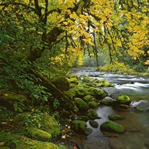 USA, Oregon, Willamette Valley. Bigleaf maple trees along McKenzie River. Credit as