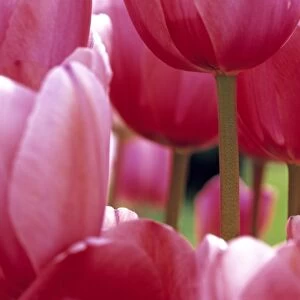 USA, Oregon, Willamette Valley. A close-up of delicate pink tulips gives an unusual