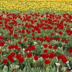 USA, Oregon, Willamette Valley. Colorful red and yellow tulips fill the fields in