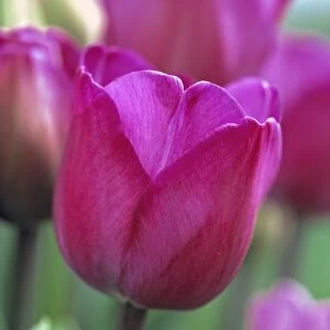 USA, Oregon, Willamette Valley. Commercial flower fields, growing tulips such as these