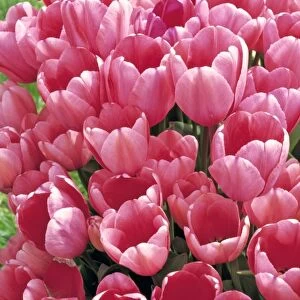 USA, Oregon, Willamette Valley. Delicate pink tulips stand at attention in the Willamette Valley