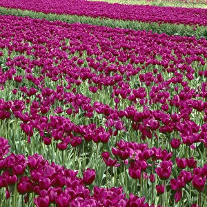 USA; Oregon; Willamette Valley; Field of purple tulips display spring bloom