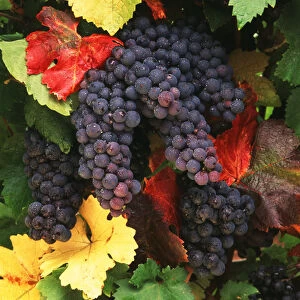 USA, Oregon, Willamette valley, View of Pinot Noir grape