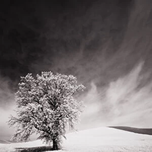 USA, Palouse Country, Infrared Palouse fields and lone tree