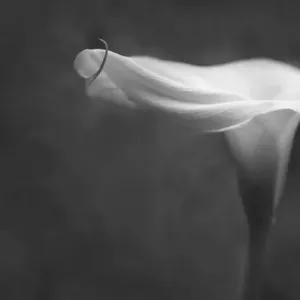 EE.UU., Pensilvania. Lirio de la muerte en blanco y negro. EE.UU., Pensilvania. Lirio de la muerte en blanco y negro.