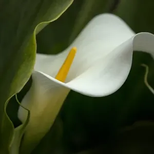 USA, Pennsylvania. Calla lily close-up. Credit as: Kathleen Clemons / Jaynes Gallery