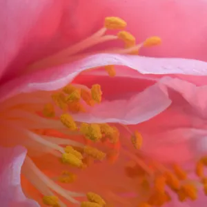 USA, Pennsylvania. Camelia blossom close-up