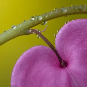 USA, Pennsylvania. Close-up of bleeding heart flower on stem with rain drops. Credit as