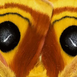 EE.UU., Pensilvania. Detalle de las alas de la mariposa saturnia. EE.UU., Pensilvania. Detalle de las alas de la mariposa saturnia.