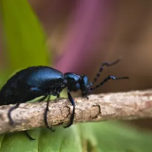 USA, Pennsylvania. Close-up of spring beetle crawling on limb with trillium in background