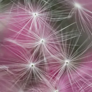 USA, Pennsylvania. Credit as: Dandelion seeds with feathery tentacles and pink background