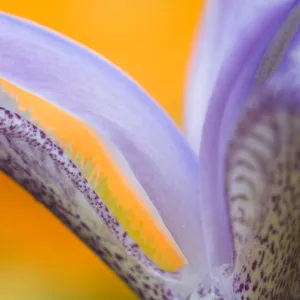 USA, Pennsylvania. Detail of iris flower pattern