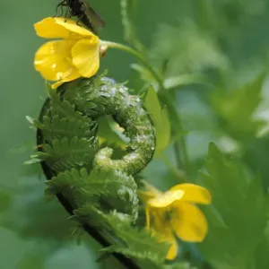 USA, Pennsylvania, Lightning bug taking flight atop buttercup with ferns. Credit as