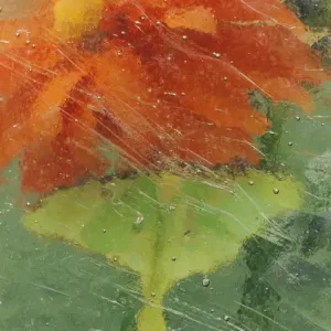 USA, Pennsylvania, Luna moth on orange dahlia behind glass