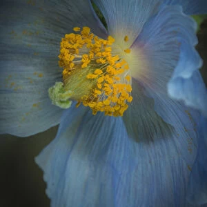 USA, Pennsylvania, Philadelphia. African blue poppy close-up