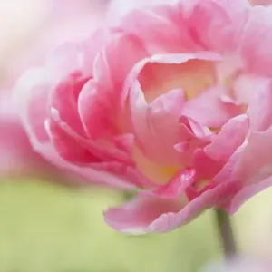 USA, Pennsylvania. Pink double tulip flower