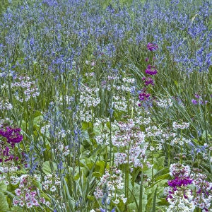USA, Pennsylvania, Wayne, Chanticleer Garden. Blooming flowers in spring garden. Credit as