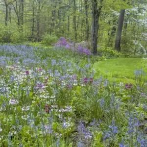 USA, Pennsylvania, Wayne, Chanticleer Garden. Blooming flowers in spring garden. Credit as
