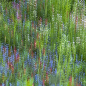 USA, Pennsylvania, Wayne, Chanticleer Garden. Abstract of blooming flowers in spring garden