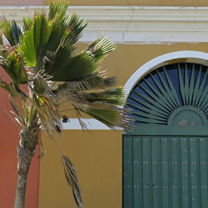 USA, Puerto Rico, San Juan. Palm and facade of Old San Juan, Puerto Rico