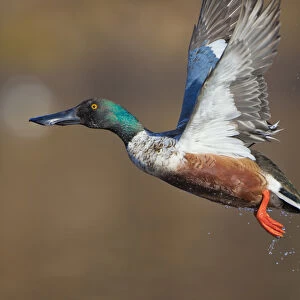 USA, Seattle, Washington. Male Northern Shoveler takes flight on Union Bay, Lake