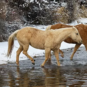 USA, Shell, Wyoming. Hideout Ranch pair of horses in snow. (PR, MR)