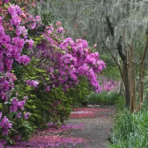 USA, South Carolina. Blooming azaleas on Middleton Plantation