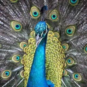USA, South Carolina, Charleston, The Inn at Middleton Place, Peacock