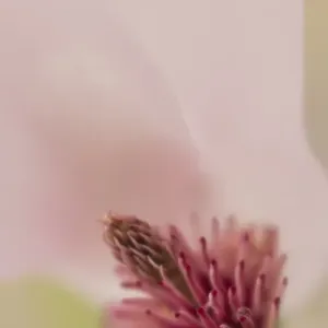 USA, South Carolina, Charleston. Magnolia flower detail