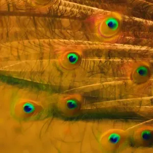 USA, South Carolina, Charleston, Peacock feathers
