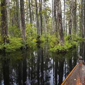 USA, South Carolina, Cypress Gardens. Boat bow in cypress swamp