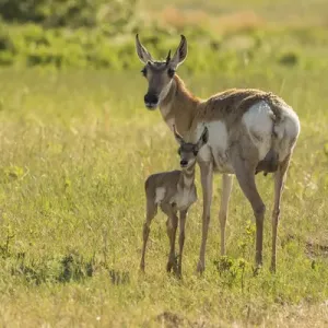 USA, South Dakota, Custer State Park. Pronghorn doe and fawn