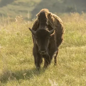 USA, South Dakota, Custer State Park. Front of adult bison