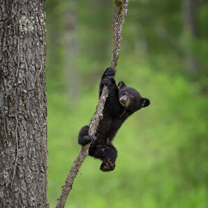 USA, Tennessee. Black bear cub playing on tree limb