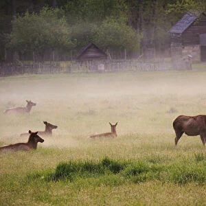 USA, Tennessee. Elk in foggy field at Great Smoky Mountains National Park
